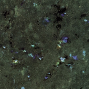 b_labrador_australe